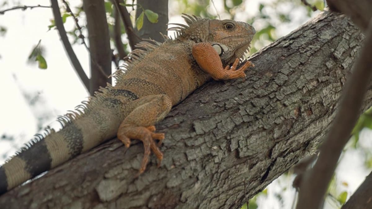 Pareja intentó robar una iguana de humedal en el sur de Cali