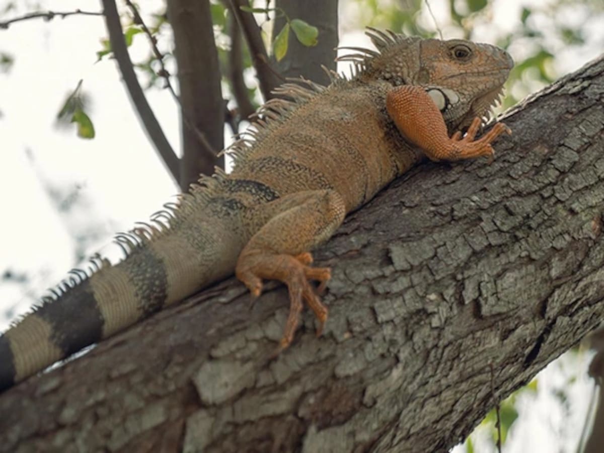 Pareja intentó robar una iguana de humedal en el sur de Cali