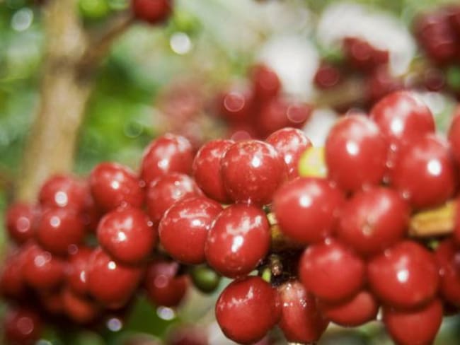 Cultivos de café en Risaralda fueron arrasados por fuertes granizadas