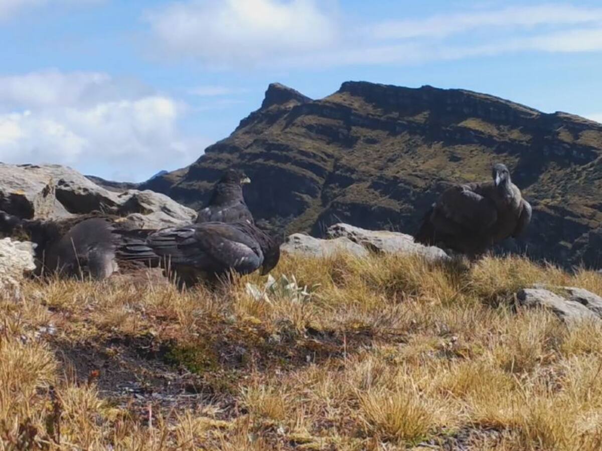 VIDEO: Cámara trampa captó pelea por carroña entre águilas y un cóndor