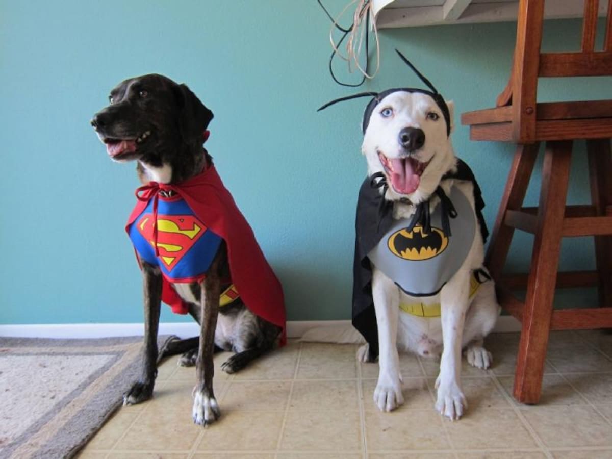 Las personas no dudan en vestir a sus mascotas el día de Halloween. Tanto ellos como los espectadores disfrutan, tanto así que participan en concursos.