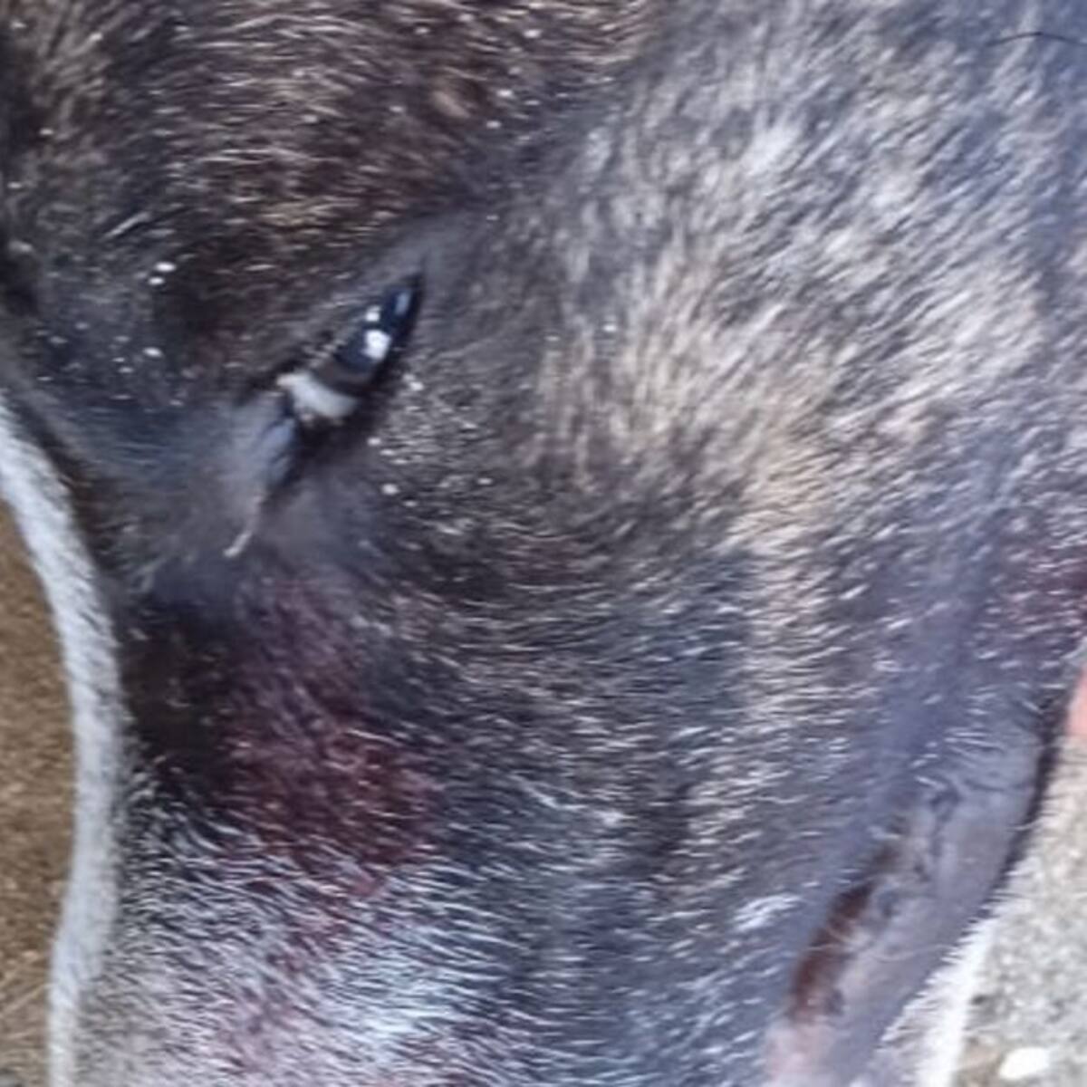 En caso de maltrato animal en Quimbaya, presunto agresor estaba alicorado