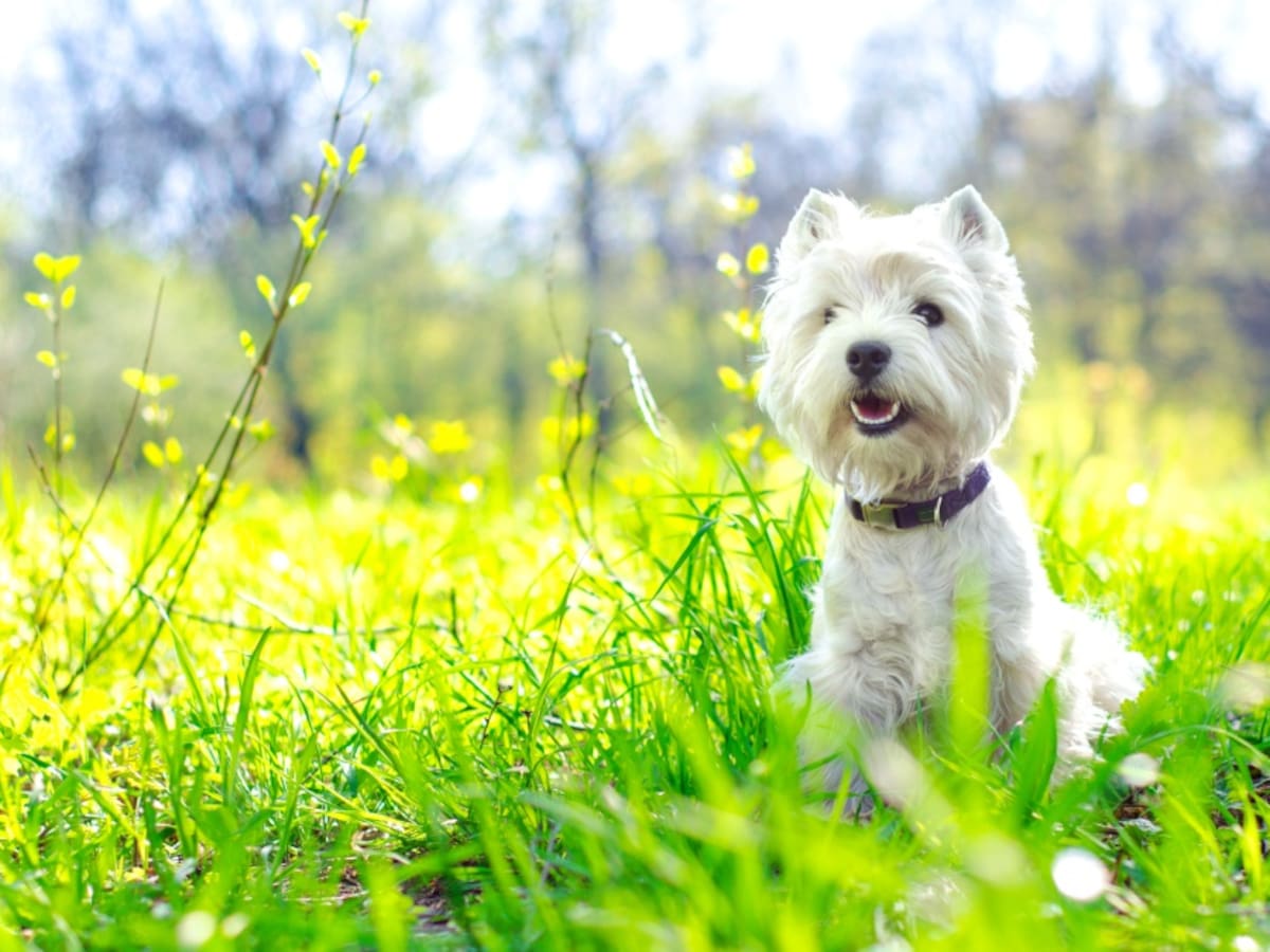 ¡Felíz día amigo! Hoy se conmemora el día mundial del perro