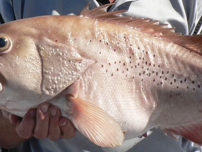 Australianos estarían comiendo este pescado desconocido para la ciencia