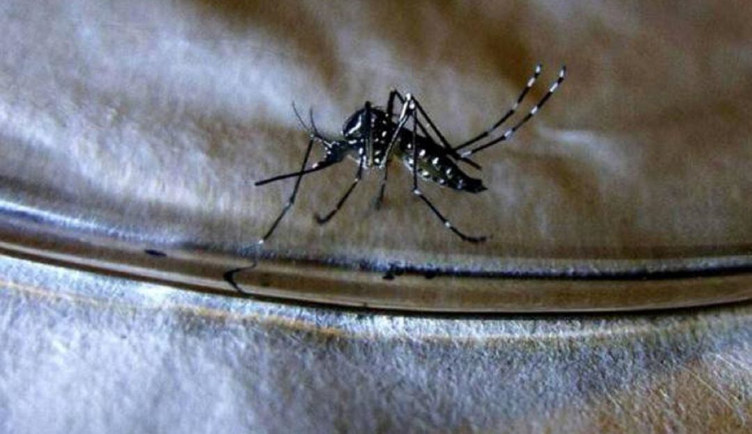 El jefe médico del centro asistencial confirmó que hay casos de dengue grave en la Unidad de Cuidados Intensivos