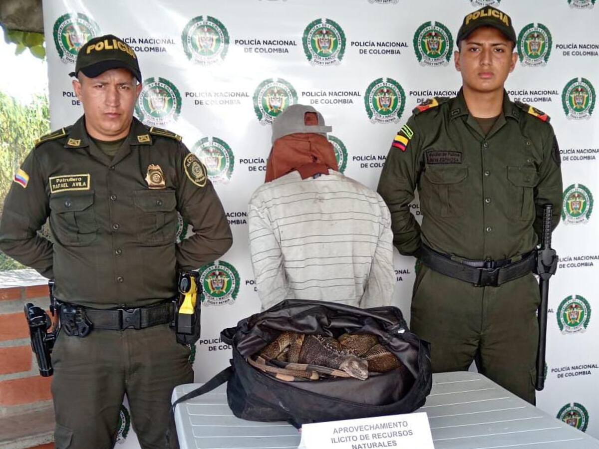 Hombre que mataba iguanas fue capturado por maltrato animal en Palestina, Caldas.