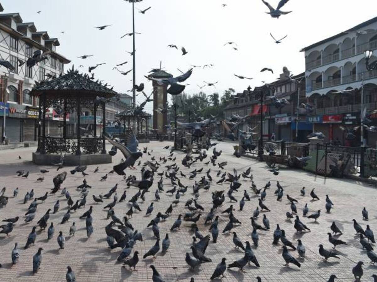 Anticonceptivos, caza y halcones: el control de palomas en el mundo