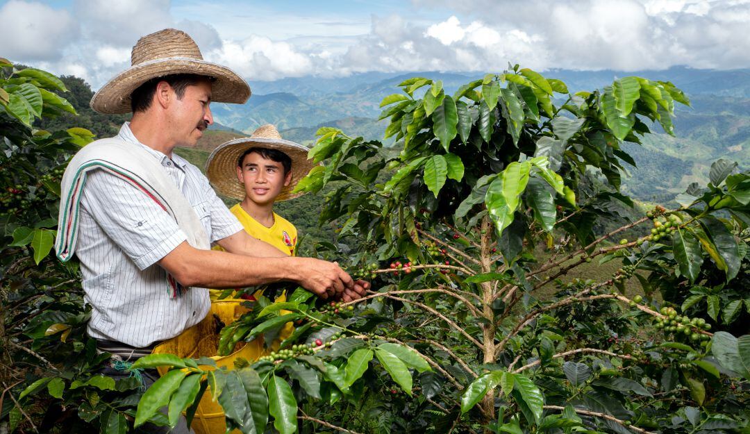 Producción de café en el 2020