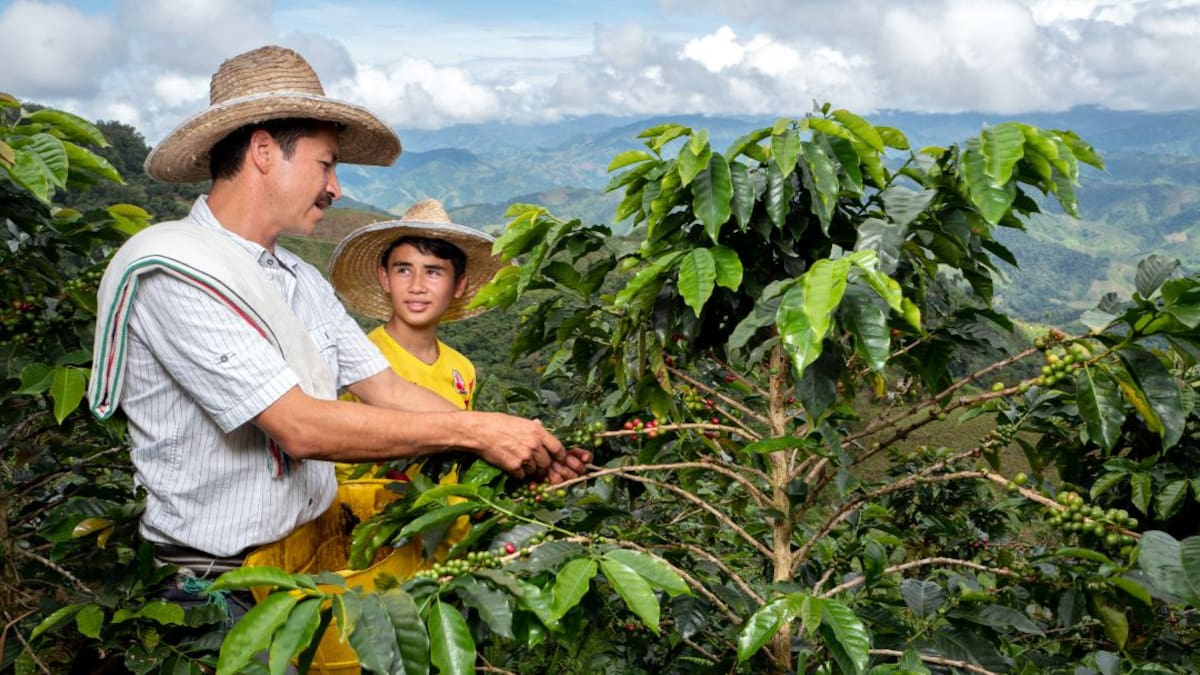 Invierno, el dolor de cabeza para los caficultores del Huila