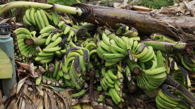 Daños a cultivos de banano en la región Caribe por fuertes vendavales