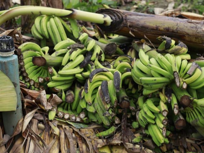 Daños a cultivos de banano en la región Caribe por fuertes vendavales