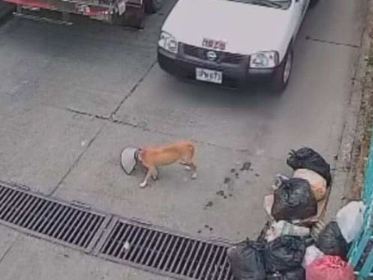 Indignación en Calarcá Quindío por conductor de camioneta que mató un perro y siguió como si nada