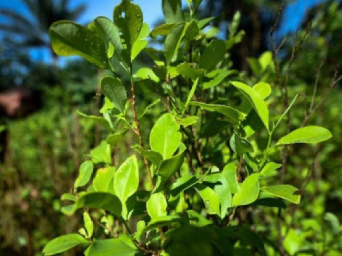 Cocaleros en El Catatumbo buscaran construir política de sustitución