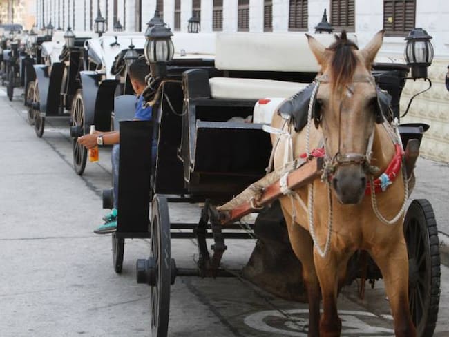 En el Centro Histórico de Cartagena caballo cochero mordió a una mujer