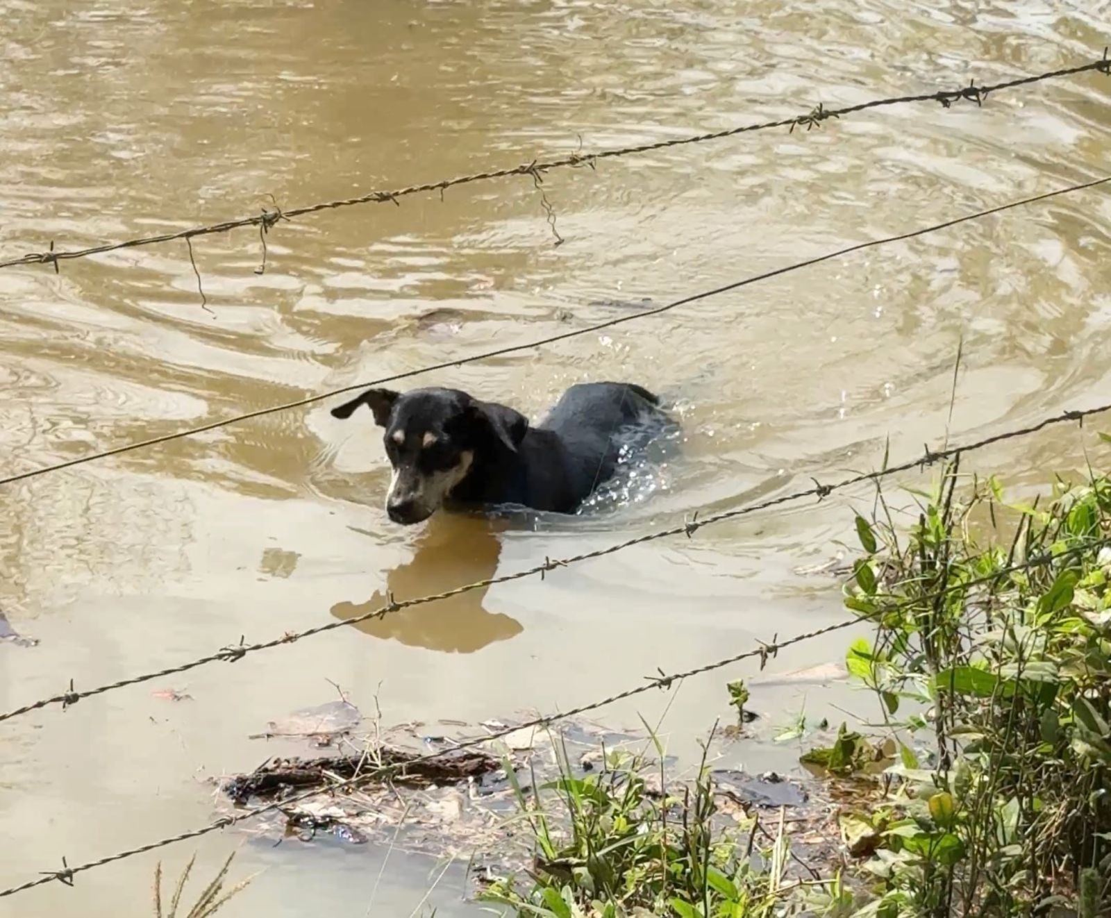 Perro afectado por crisis ambiental en Córdoba. Foto: Caracol Radio.