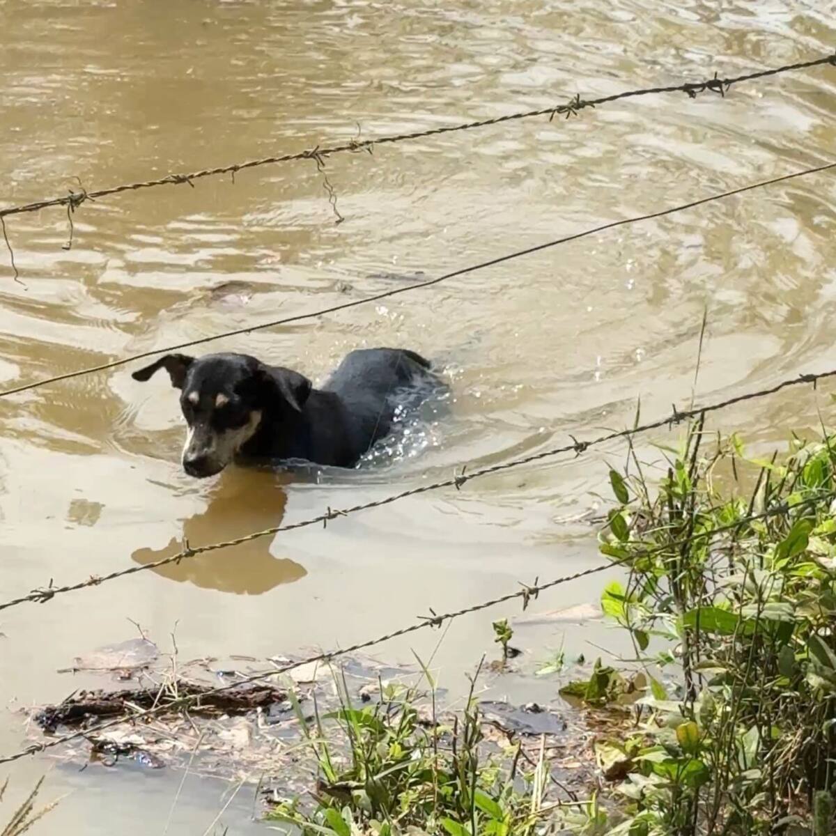 “No tenemos cómo transportarlos”: comunidades en San Pelayo claman ayuda para evacuar a sus animales