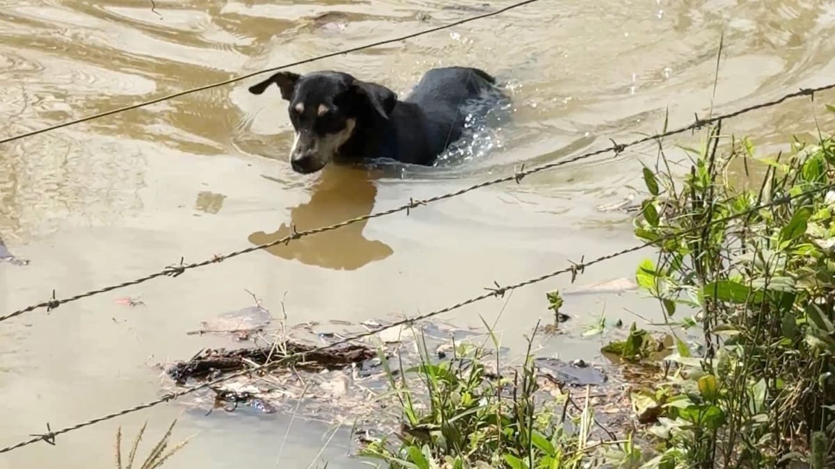 “No tenemos cómo transportarlos”: comunidades en San Pelayo claman ayuda para evacuar a sus animales
