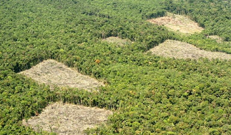Norte de Santander es uno de los departamentos con más hectáreas de coca sembradas / Foto Archivo