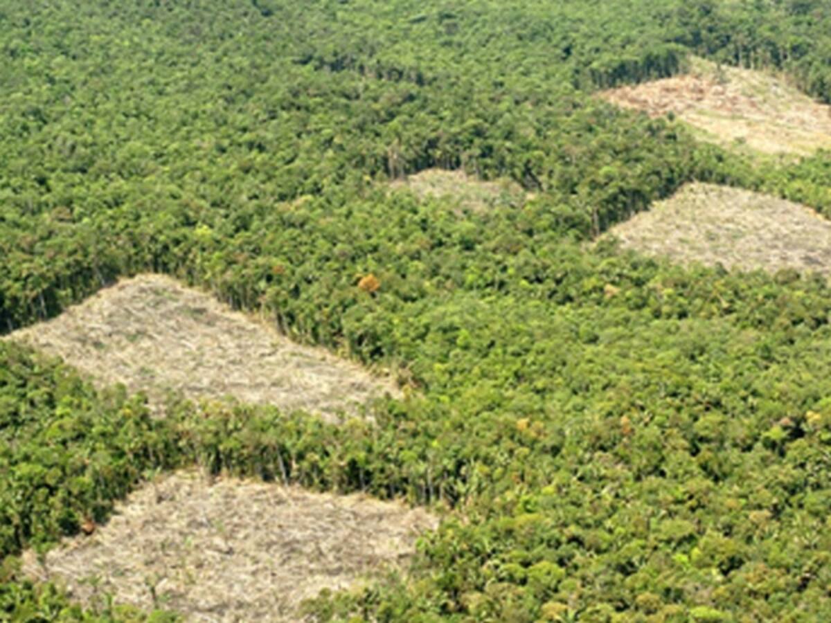 Colombia sigue siendo el país con mayor superficie destinada al cultivo de coca