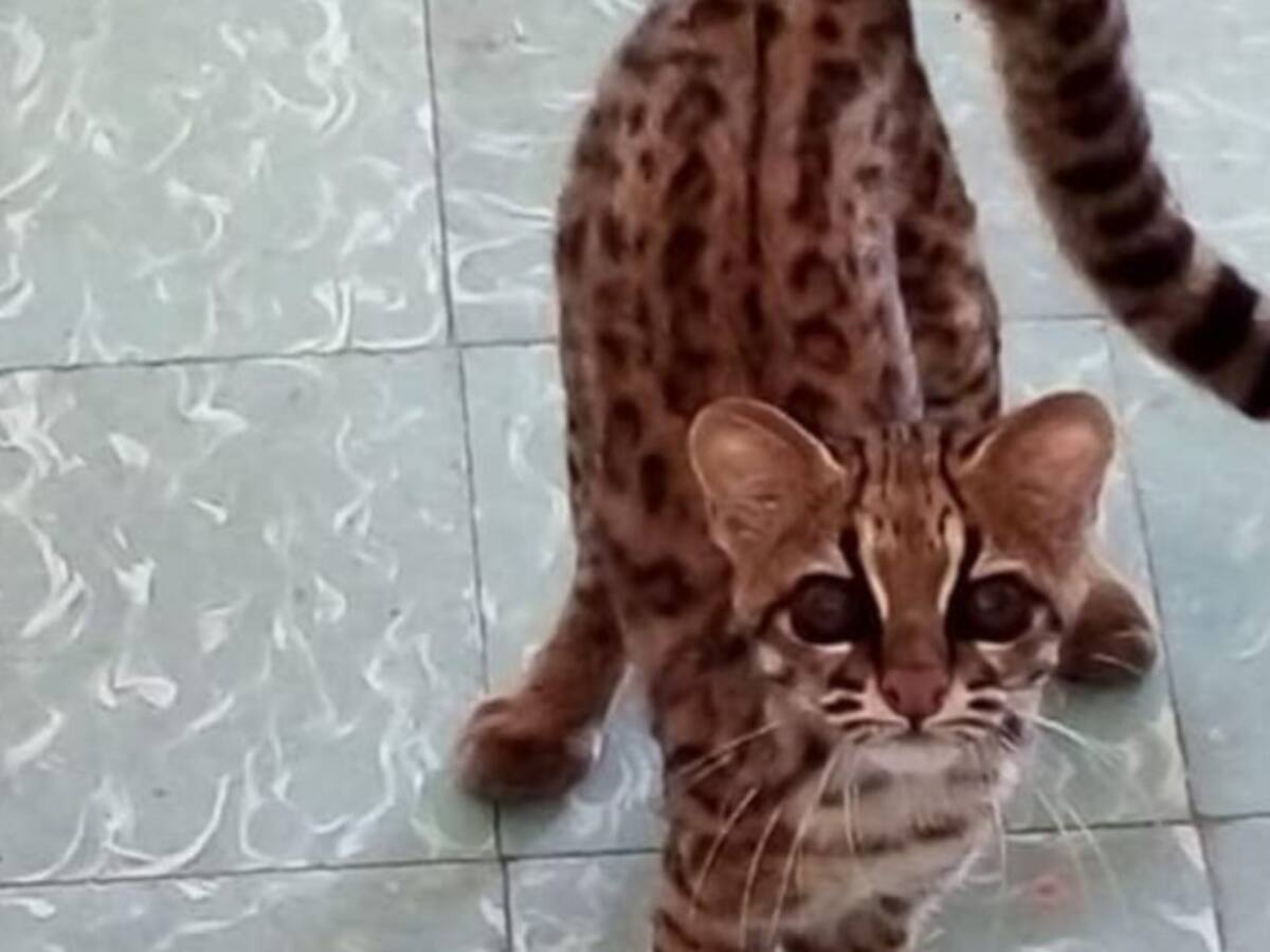 Familia reclama tigrilla a la CAS