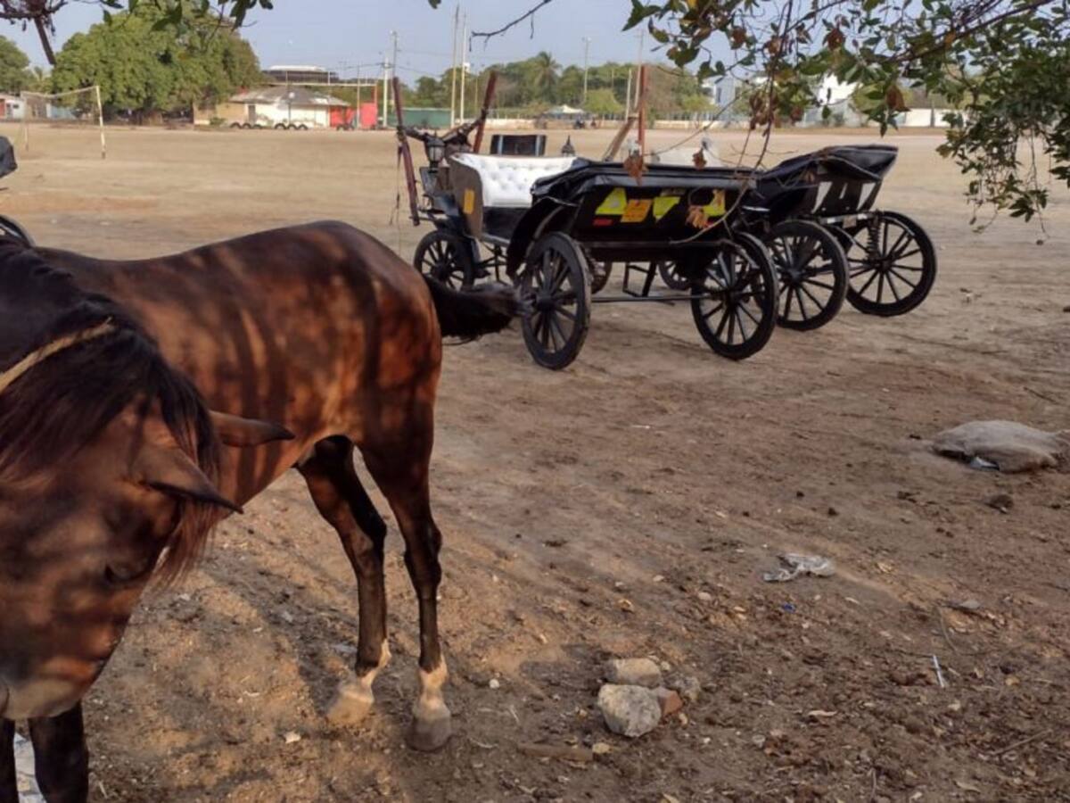 Cocheros de Cartagena piden nuevas pesebreras