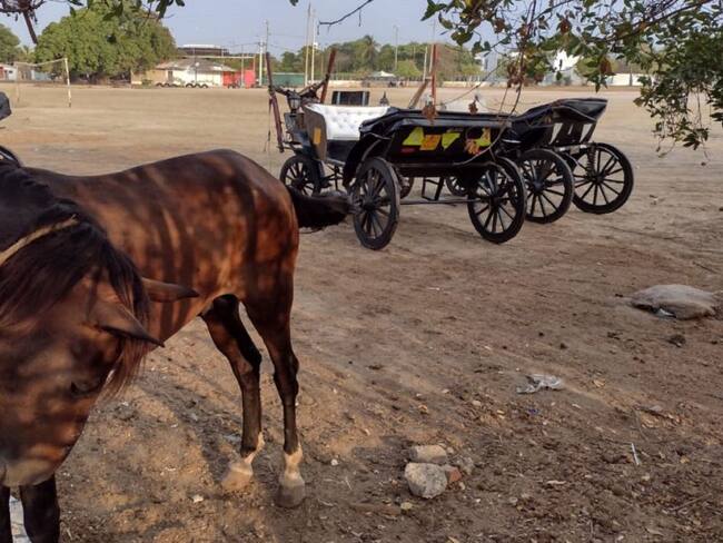 La asociación manifestó que es necesario un apoyo del distrito para seguir mejorando el cuidado de los caballos