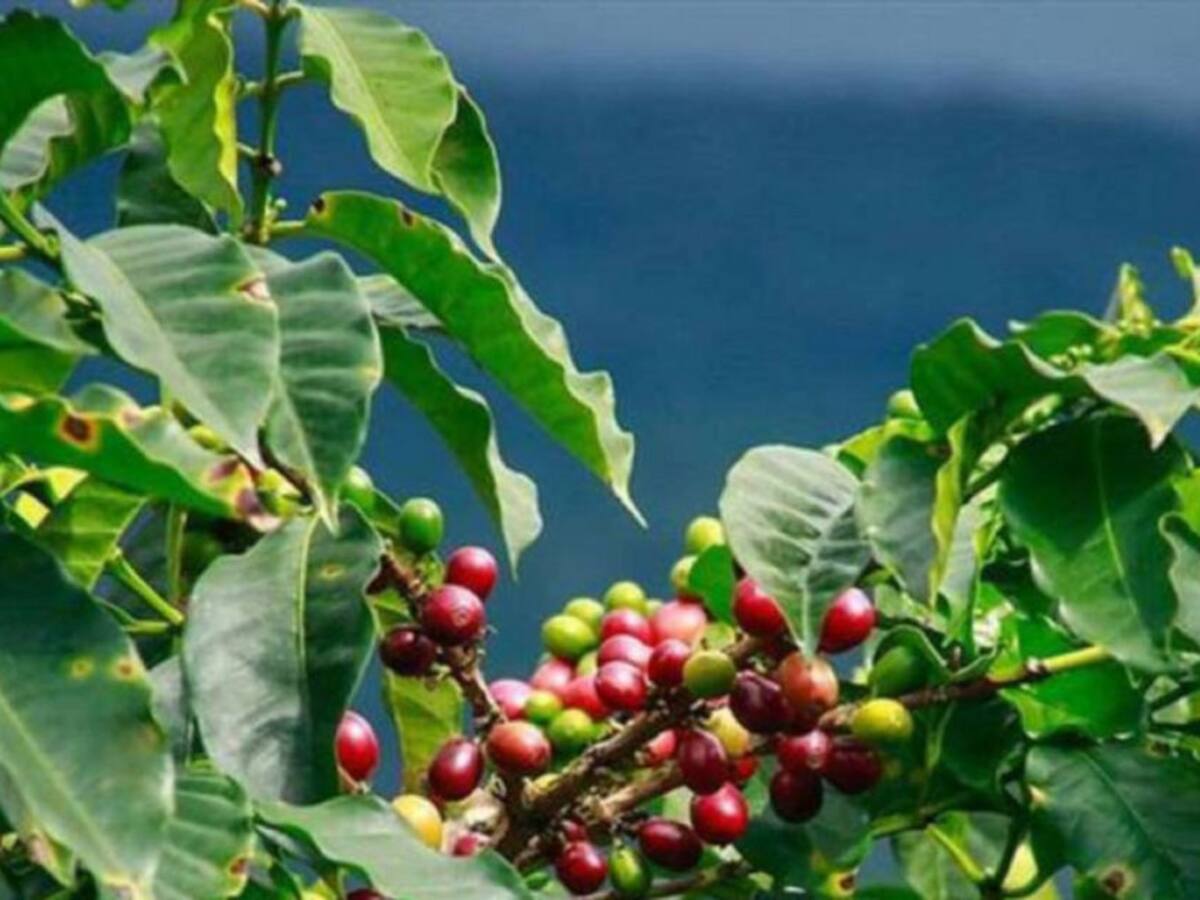 120 mil millones en cosecha cafetera están a punto de perderse en la Sierra