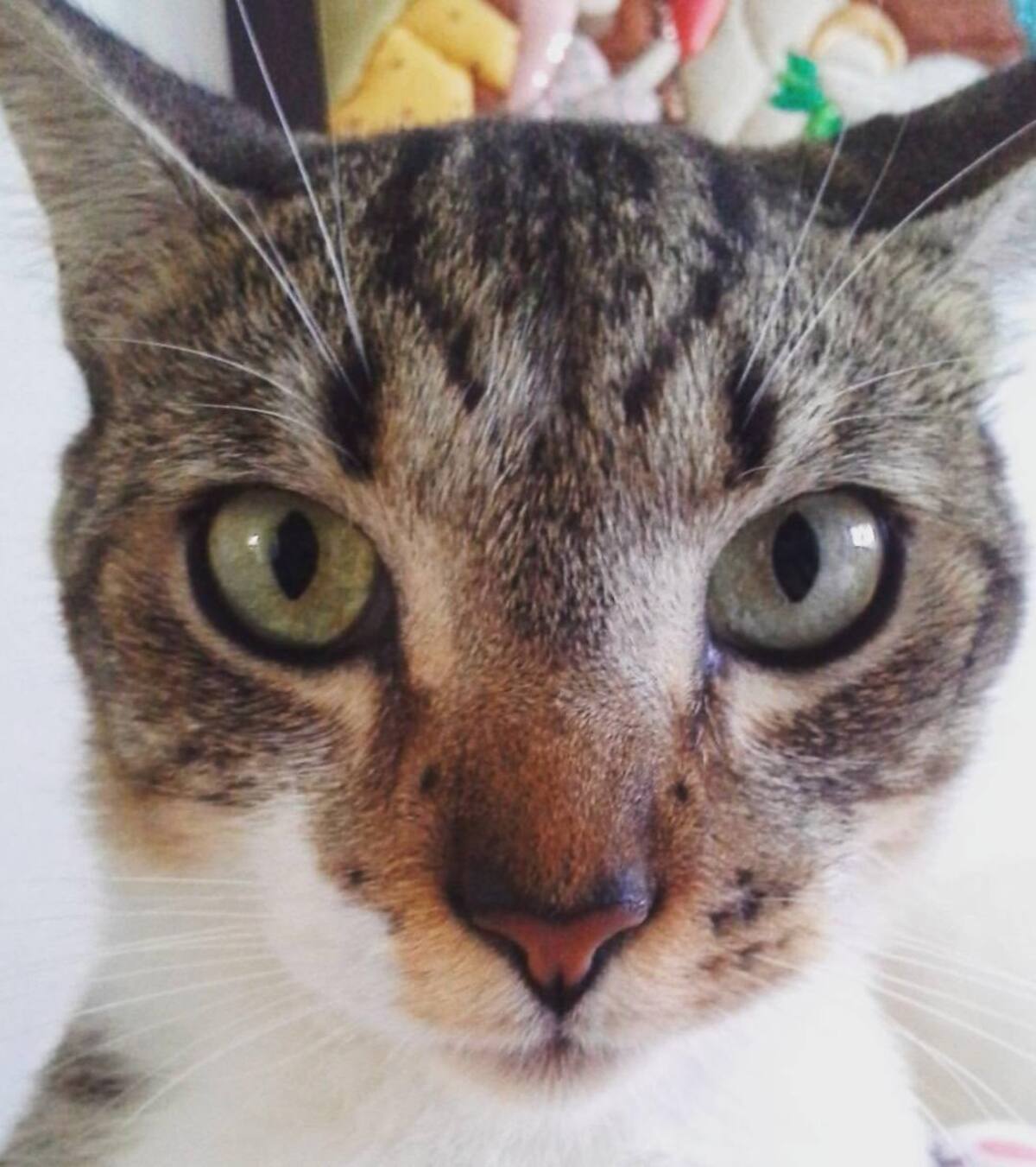 Juan Arismendy nos mandó la foto de su mascota junto con este mensaje: Mi gato Luzo con su hermosa mirada