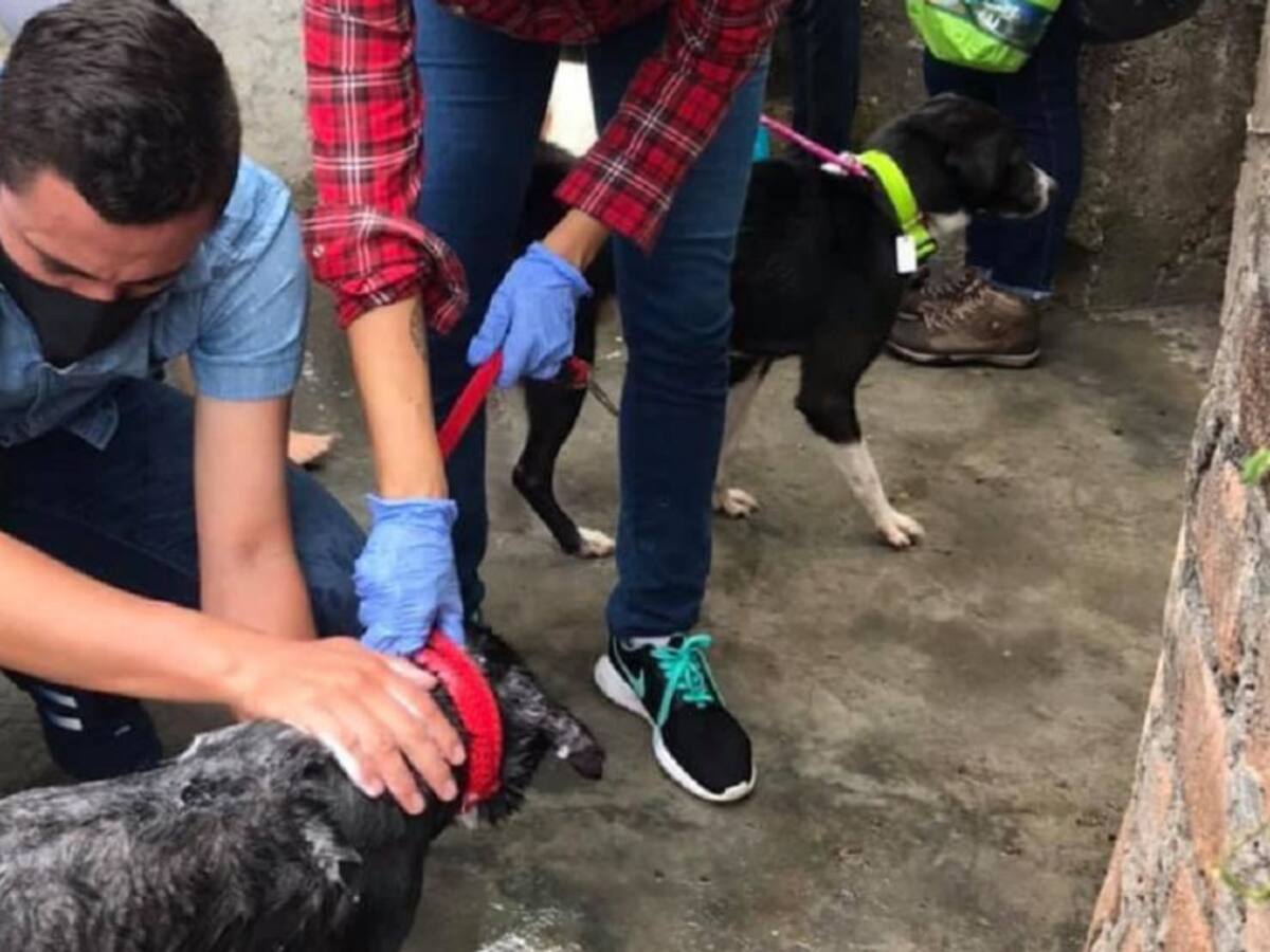 VIDEO: Bucaramanga tendrá Patrulla Animal