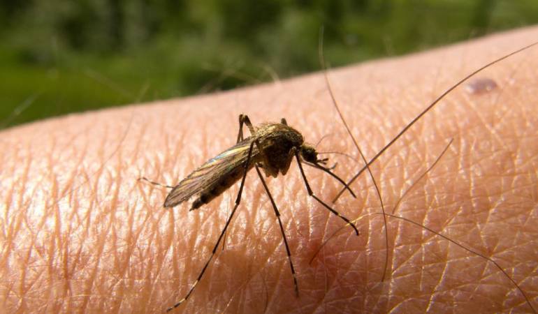 Transmisión de la enfermedad.