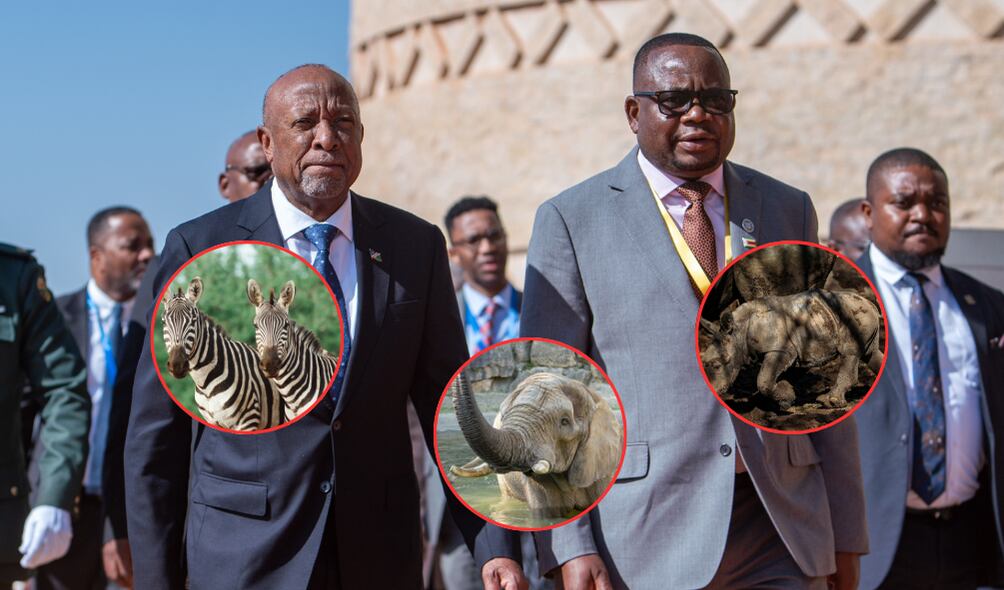 El Gobierno de Namibia sacrificará a 723 animales para lidiar con la crisis de salud alimentaria en Sudáfrica. ( Foto: EFE / Getty / Caracol Radio )