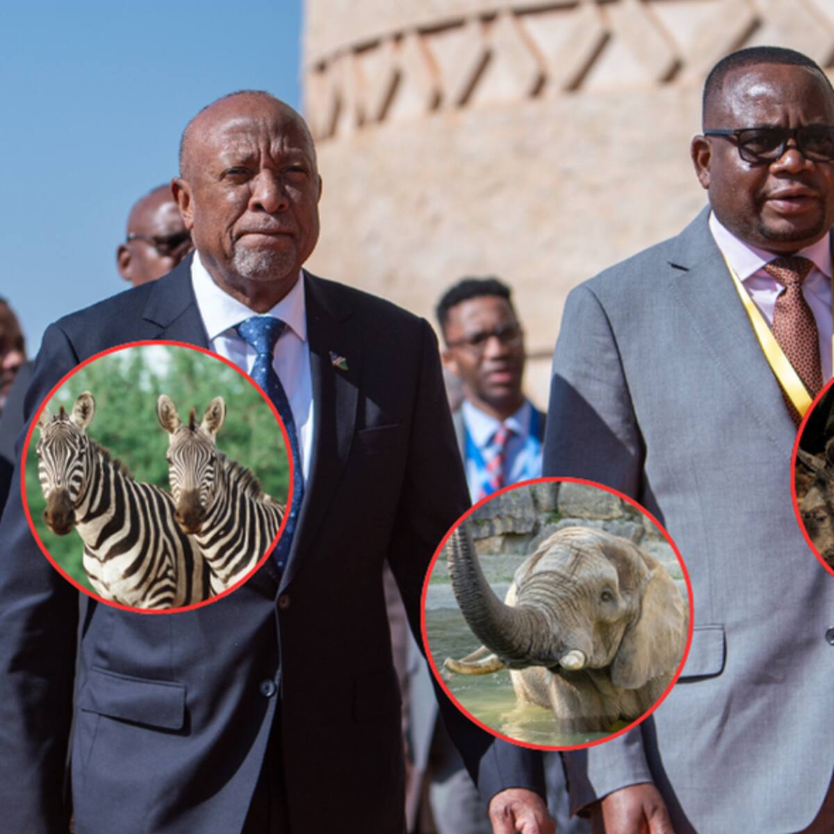 Namibia sacrificará 723 animales salvajes para contrarrestar el hambre