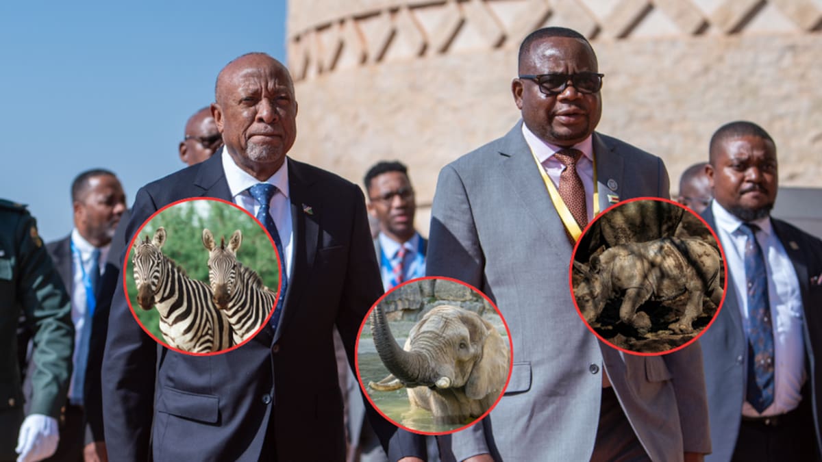 Namibia sacrificará 723 animales salvajes para contrarrestar el hambre