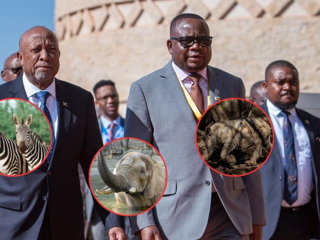 El Gobierno de Namibia sacrificará a 723 animales para lidiar con la crisis de salud alimentaria en Sudáfrica. ( Foto: EFE / Getty / Caracol Radio )