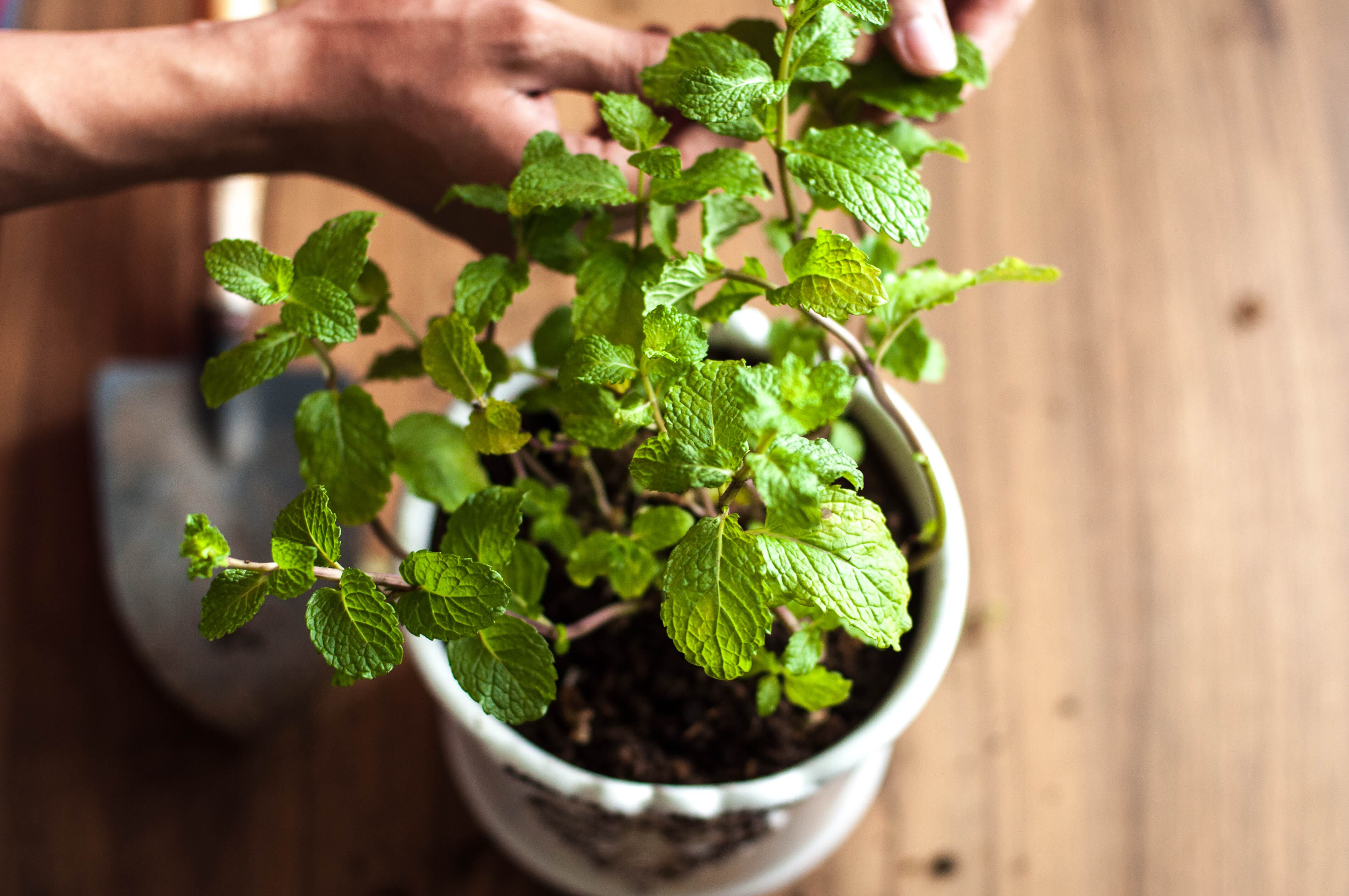 Close-up hoja de menta (Getty Images)
