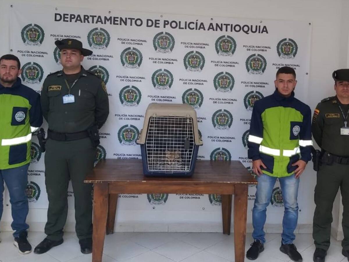 En Marinilla, rescatan tigrillo que estaba en malas condiciones