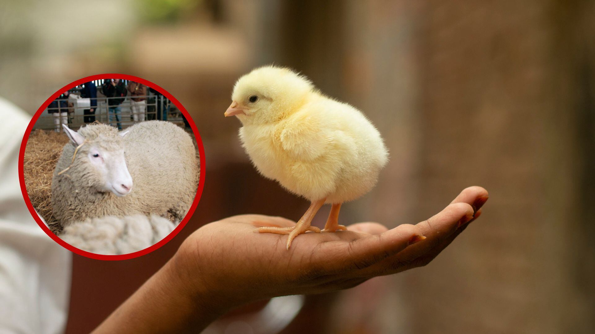 Imagen de referencia de un pollo y la oveja Dolly / Getty Images