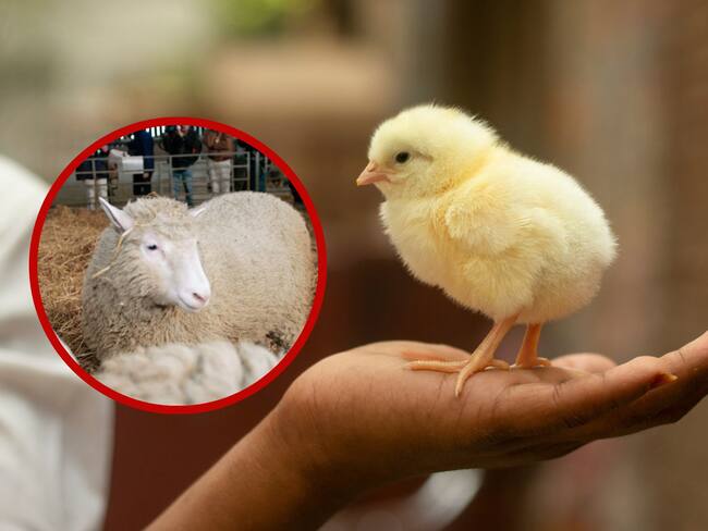 Imagen de referencia de un pollo y la oveja Dolly / Getty Images