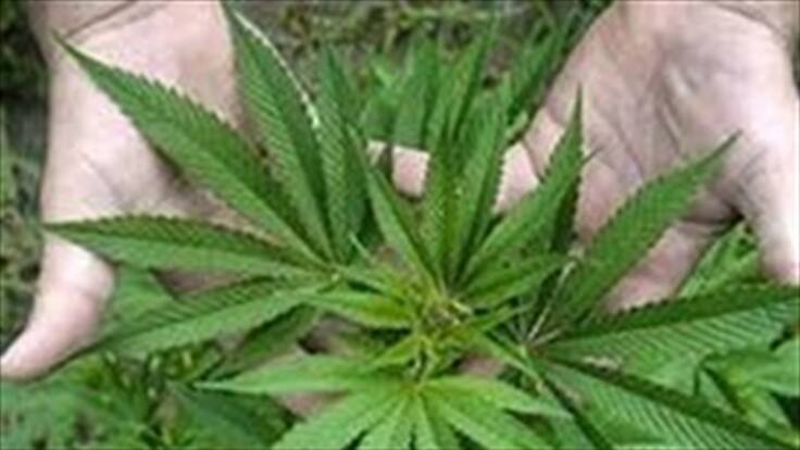 Mamá busca en la marihuana la cura para su bebé de 2 años