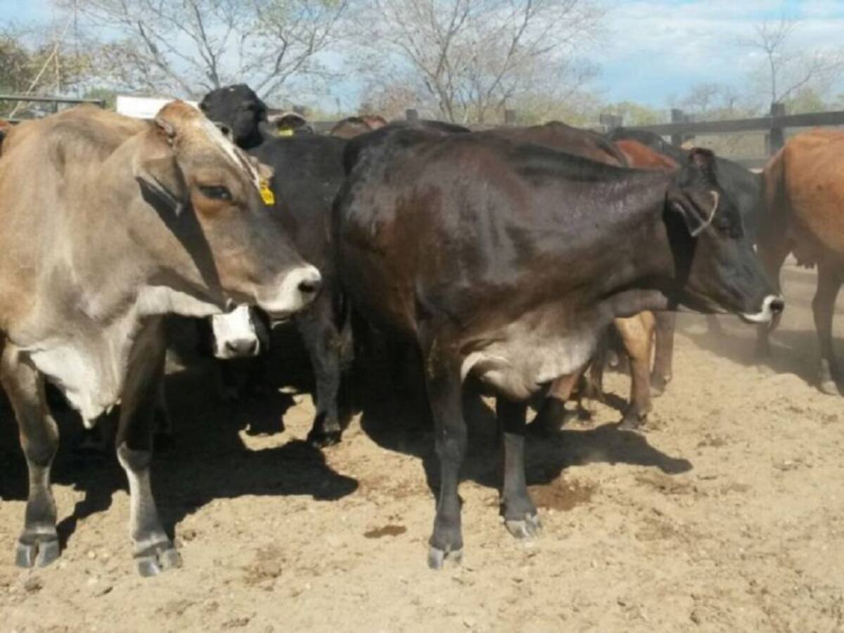 Altas temperaturas preocupan a Ganaderos del Tolima