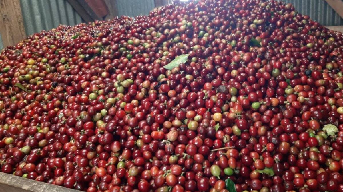 Hay que consumir el café que se produce en el Quindío: Cafeteros