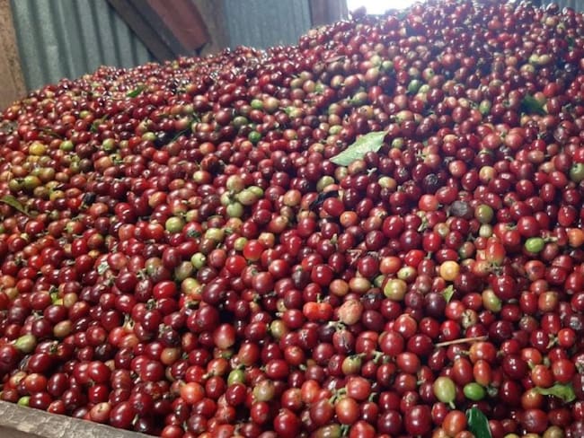 Hay que consumir el café que se produce en el Quindío: Cafeteros