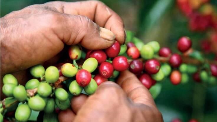 Director del Comité de Cafeteros, José Martín Vásquez