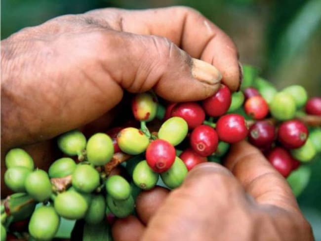 Director del Comité de Cafeteros, José Martín Vásquez