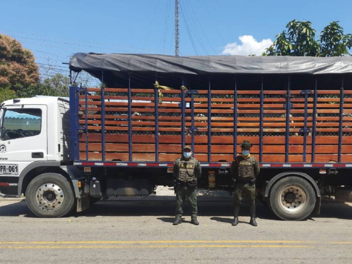 Abigeato disminuyó más del 40% en los últimos cinco años