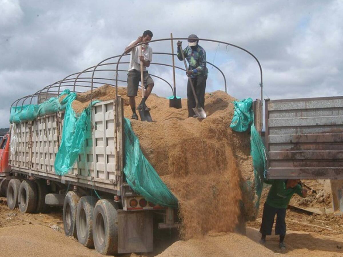 Se realiza la primera exportación de arroz a Canadá