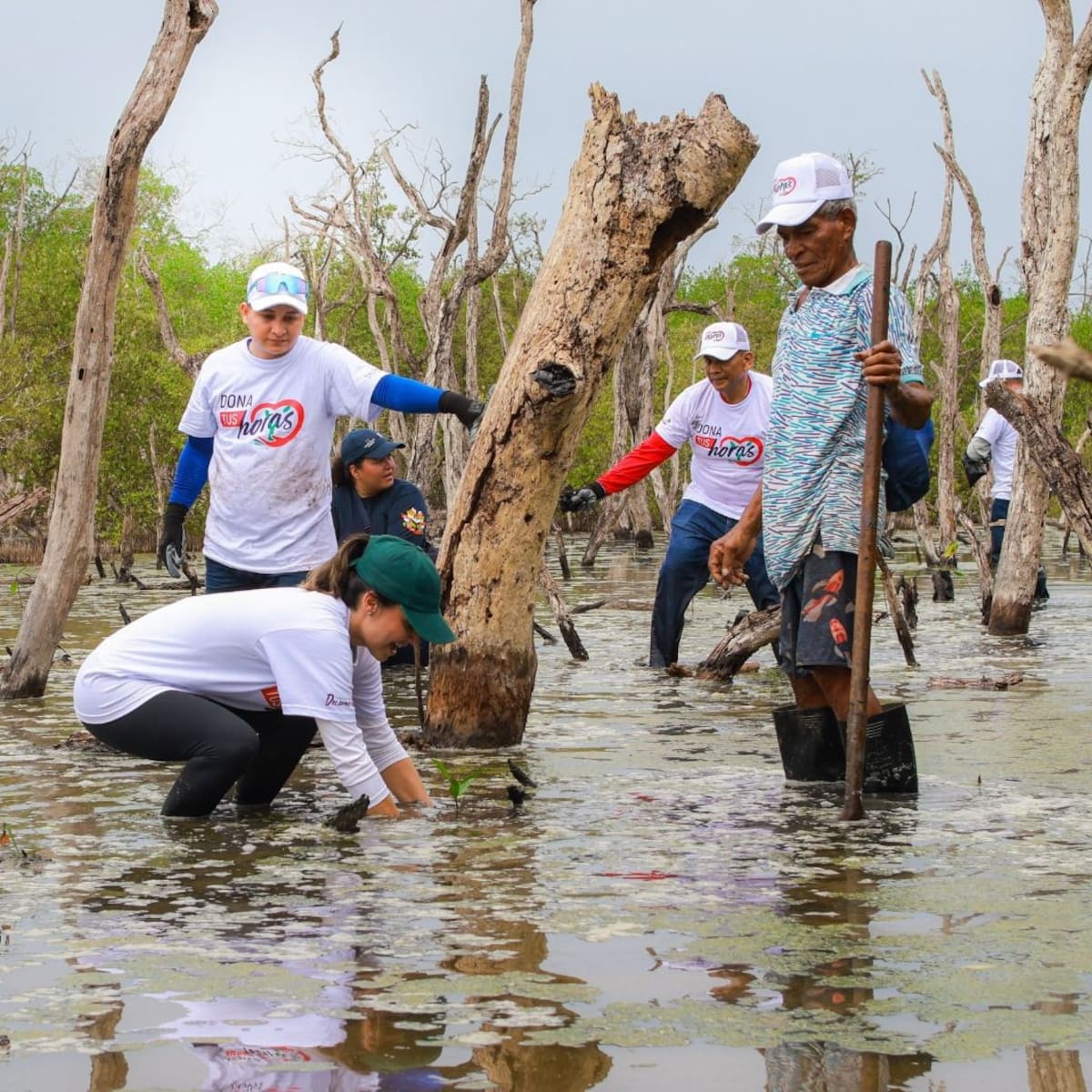 Barú recupera su mar: manglares y arrecifes de coral vuelven a respirar gracias a Ecosistema Azul