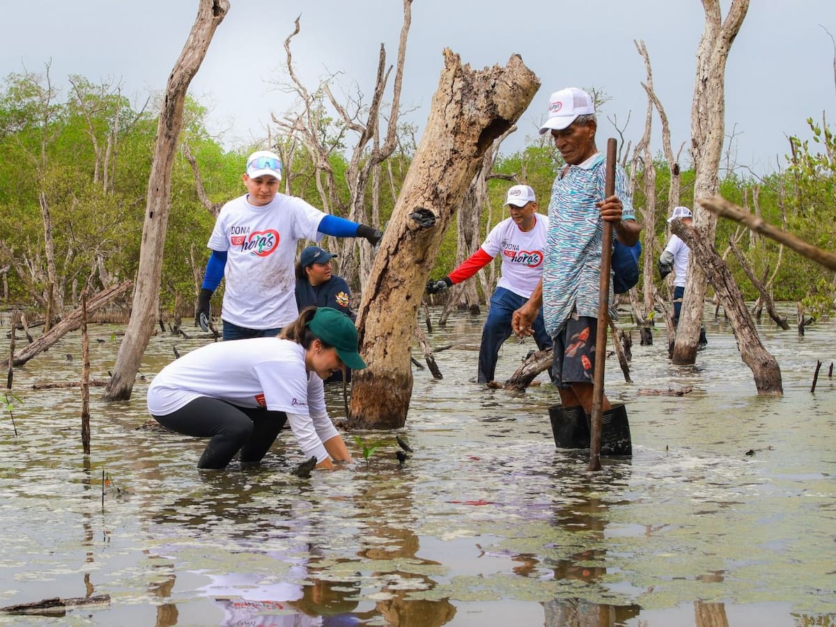 Barú recupera su mar: manglares y arrecifes de coral vuelven a respirar gracias a Ecosistema Azul
