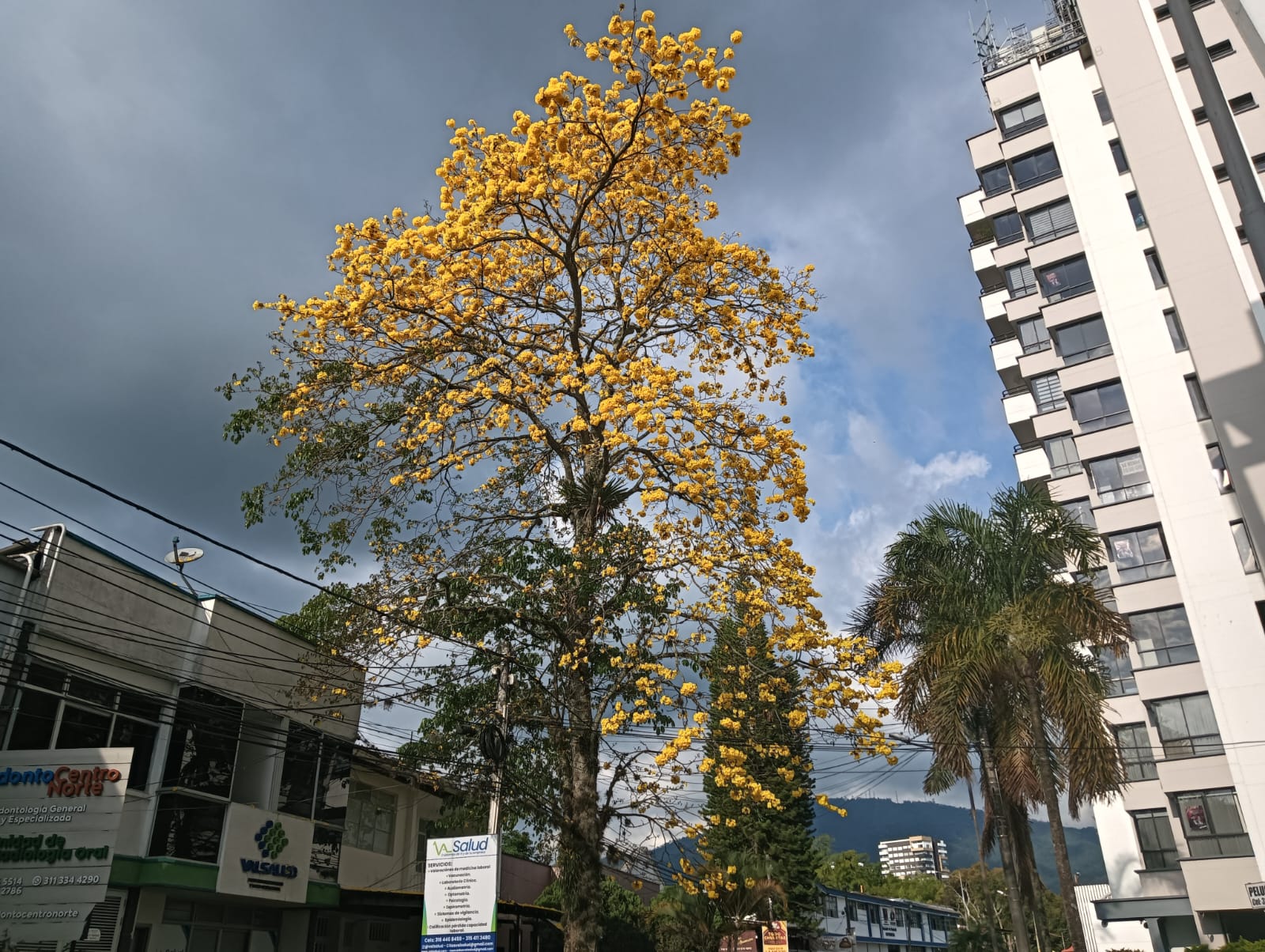 EL hermoso guayacán florecido en la calle 4 norte detrás del parque de Los Fundadores en Armenia. Foto: Adrián Trejos
