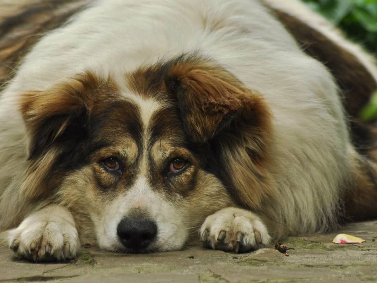 Afecciones por sedentarismo en mascotas
